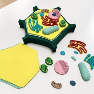Puede incluir: Un modelo de célula vegetal impreso en 3D con una pared exterior hexagonal de color verde oscuro y una base de citoplasma amarilla. El modelo incluye piezas de orgánulos extraíbles en varios colores, como rojo, azul claro, rosa, marrón y verde, que representan estructuras como el núcleo, las mitocondrias y los cloroplastos.