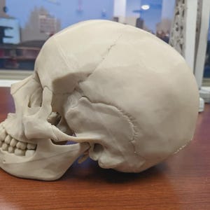 Pode incluir: Um modelo detalhado de crânio humano em branco sujo, mostrando o crânio, a mandíbula e os dentes. O crânio está posicionado em perfil, revelando sua estrutura anatômica. O modelo é provavelmente para fins educacionais ou decorativos.