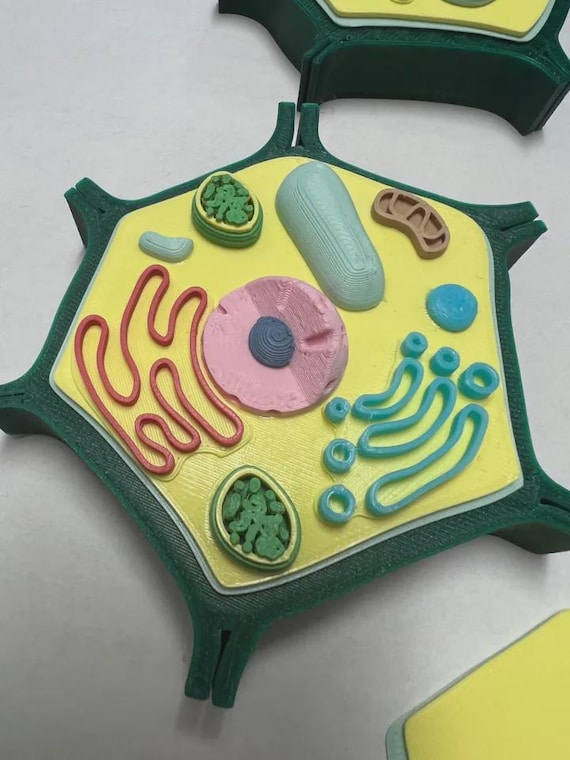 Biology Teaching Plant Cell Model, 3D Printed (Compact Size) thumbnail 3
