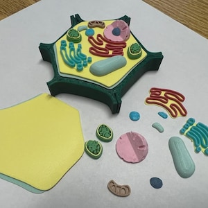Op de afbeelding: Een 3D-model van een plantencel, met een groene buitenwand, geel interieur en diverse gekleurde organellen. Het model wordt vergezeld door afzonderlijke componenten, waaronder een kern en endoplasmatisch reticulum.