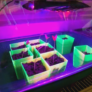 Puede incluir: Primer plano de una pequeña configuración de jardín interior con varias macetas cuadradas de color verde neón llenas de tierra y plantas brotando. La escena está iluminada por una luz de crecimiento púrpura y roja, creando un brillo vibrante y artificial.