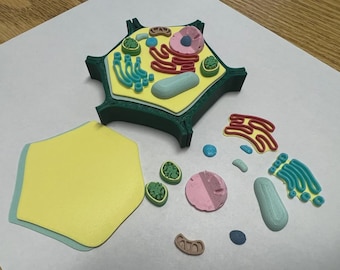 Plant Cell Model STL | 3D Printable Biology Education Set | Organelle Parts