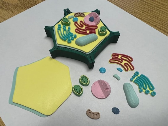 Biology Teaching Plant Cell Model, 3D Printed (Compact Size)