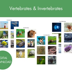 Gewervelde en ongewervelde dieren | Montessori sorteerkaarten