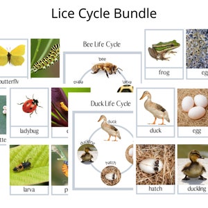 Life Cycle Bundle- Montessori 3 part cards