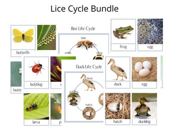 Life Cycle Bundle- Montessori 3 part cards