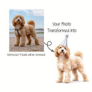K&ouml;nnte beinhalten: Eine digitale Grafik zeigt einen goldfarbenen Hund am Strand mit dem Text Your Photo Transformed Into und Harnesses & leads will be removed, neben einer Illustration desselben Hundes mit einem silbernen Partyhut auf wei&szlig;em Hintergrund.