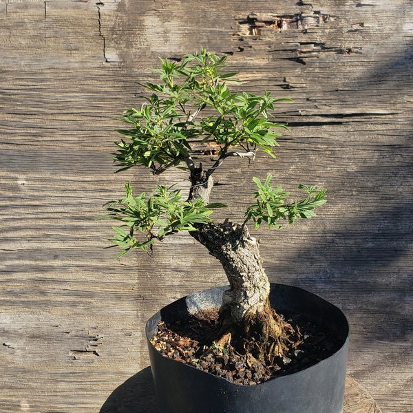 Bonsai Tree Etsy