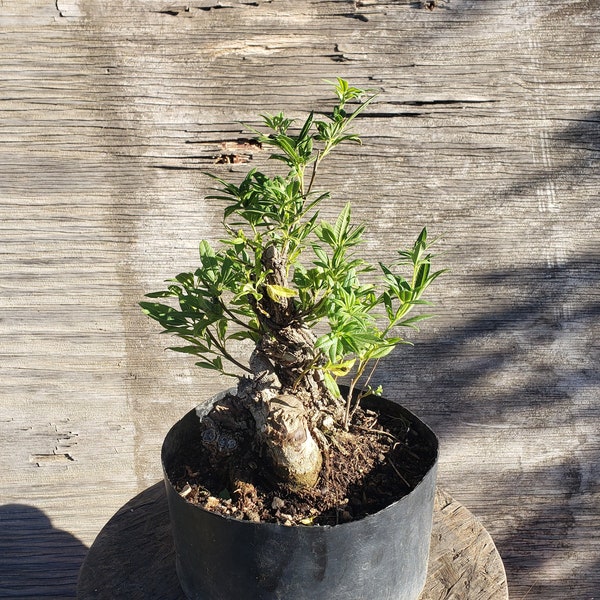 Bonsai Etsy