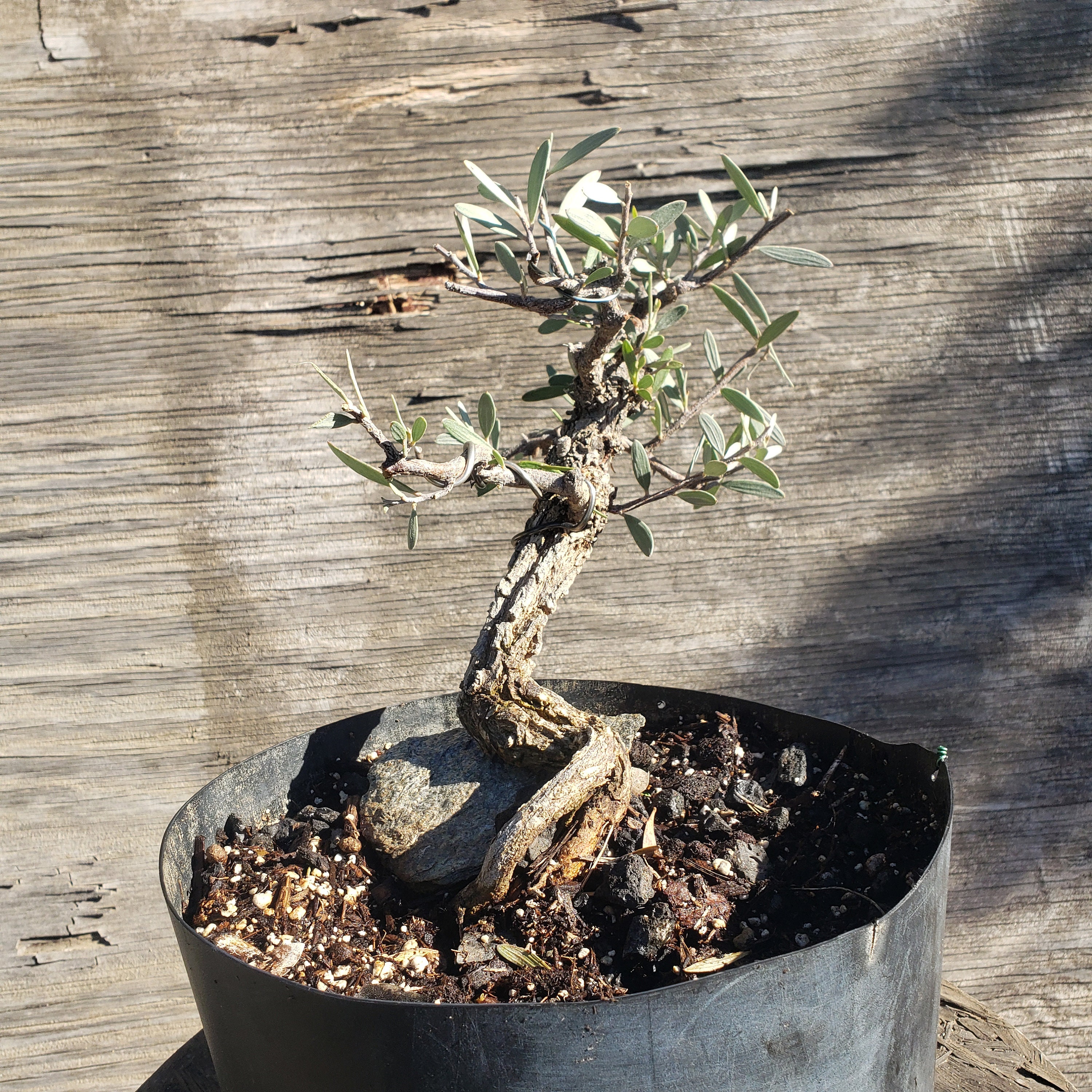 Juniper Bonsai Tree Petite Japanese Live Plants Zen Garden Purifies Air 6  inch