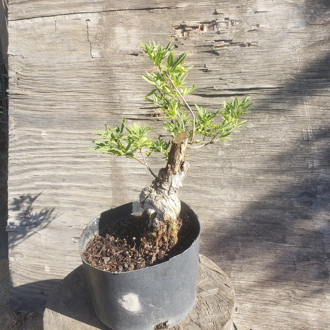 Chaste Tree No. 1 Live Bonsai Tree Old Trees Vitex Etsy