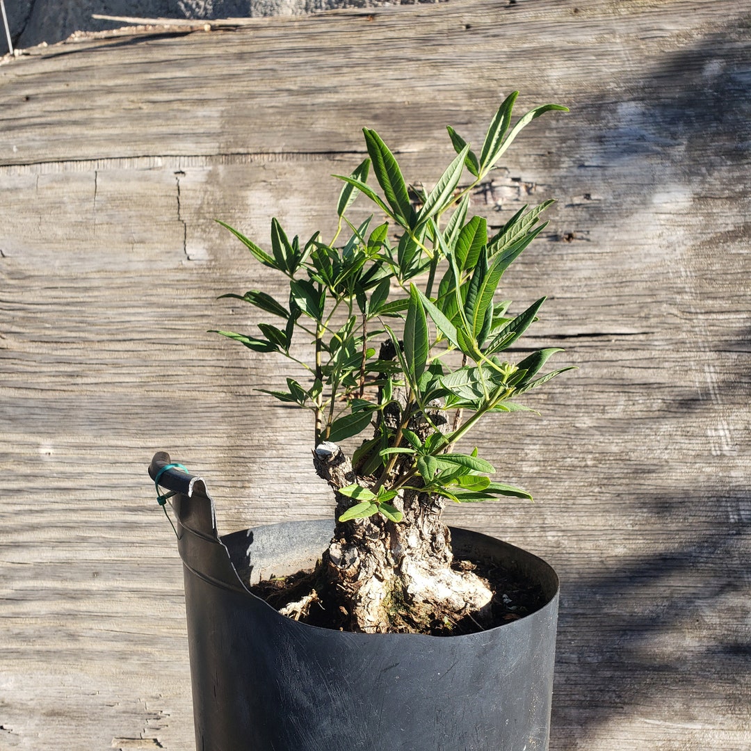 Chaste Tree No. 5 Live Bonsai Tree Old Trees Vitex Etsy