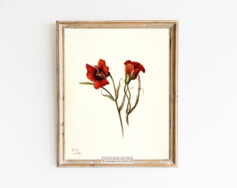 Vintage flower illustration desert red watercolor art print gallery wall 8x10 5x7