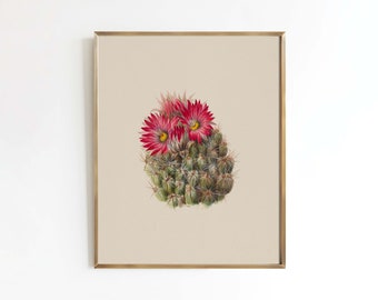 Pink Cactus Flower | Western art illustration | desert old west Mexico | print sizes 8x10 5x7 8x8 square