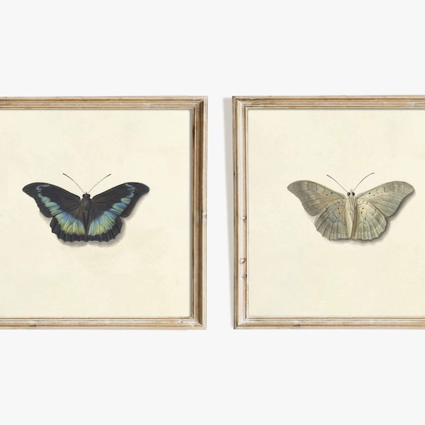 Two Butterflies | Vintage watercolor illustrations | Blue and white on cream background | Set of 2 prints | sizes 5x5 8x8 square