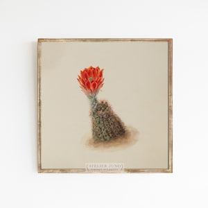 Orange Kaktus Blume | Vintage Western Kunst Illustration Wüste Mexiko | Größen 8x10 5x7 8x8 quadraten