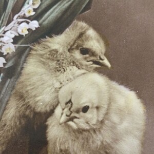 Cartolina d'auguri di Pasqua d'epoca cartolina reale fotografia pulcini mughetto