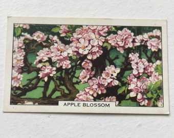 APPLE BLOSSOM Gallaher cigarette Card Garden Flowers #5/48 Vintage Gardening 1938