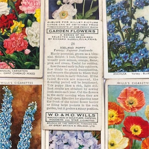GARDEN FLOWERS 1939 Tarjetas de cigarrillos Wills de la década de 1930: ¡selección! los que quieras