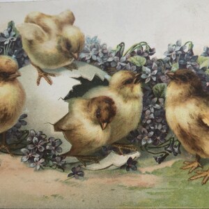 Antica cartolina di auguri di Pasqua del 1902-10 Pulcini che si schiudono dall'uovo Nontiscordardime