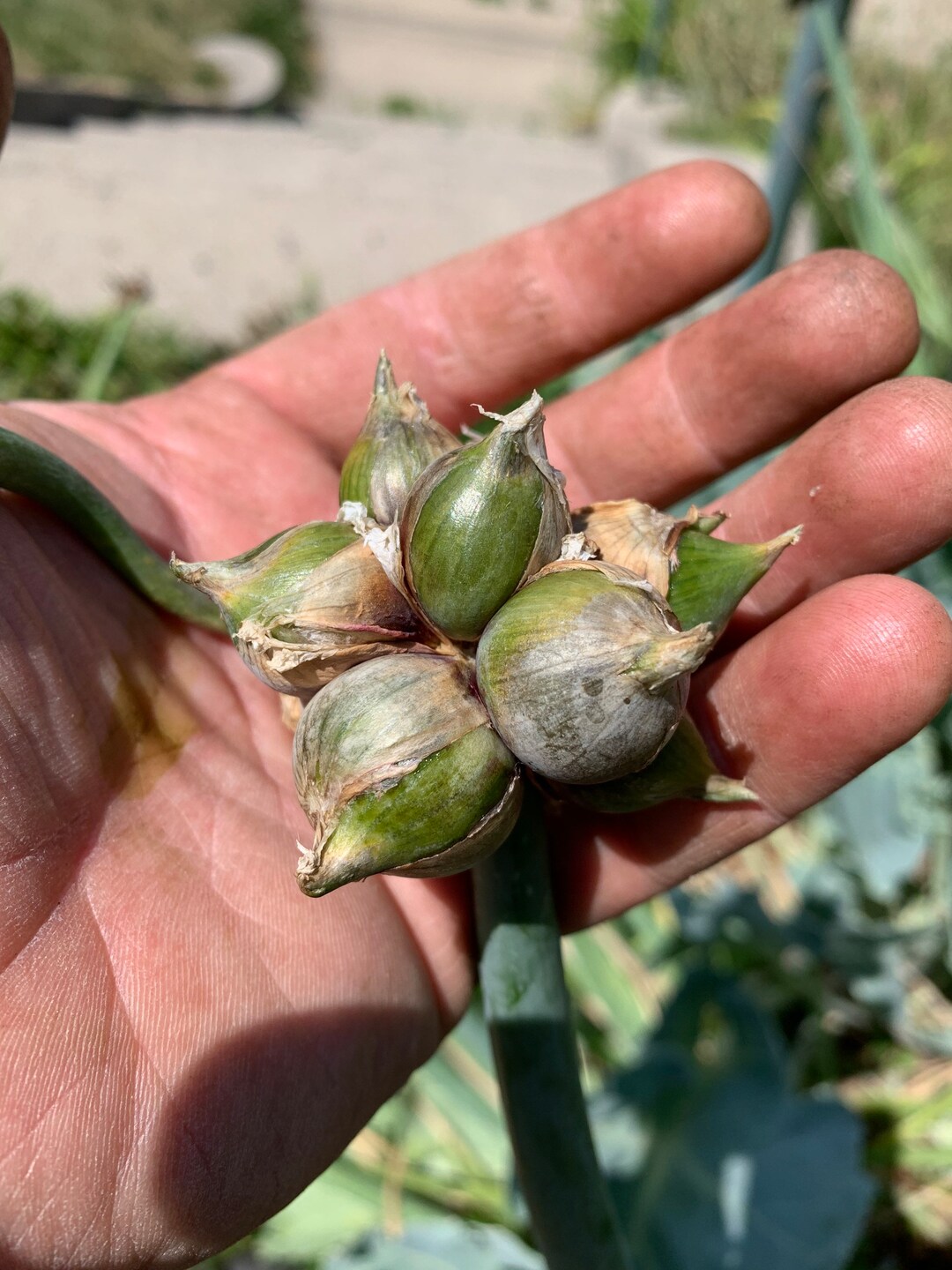 Walking Onion Bulblets Allium Proliferum 20 Bulblets Etsy