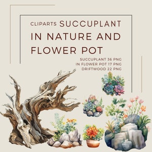 Paquete de imágenes prediseñadas de plantas suculentas en acuarela, cactus florales, imágenes prediseñadas de cactus, imágenes prediseñadas de verano, cactus PNG, uso comercial, descarga instantánea