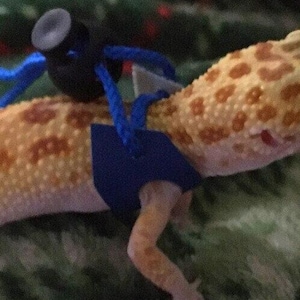 Small PaigesLeashes Bearded Dragon Harness & Leash, Blue, Choice Cord, Size S/Tiny, Pet Lizard, Leopard Gecko, Washable, Safe, Comfortable