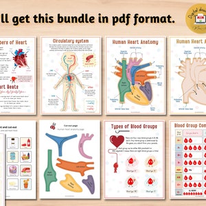 Human Heart Anatomy Printable Activity | Homeschool Curriculum | Study Bundle