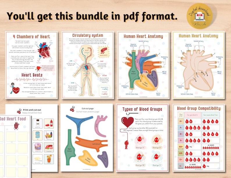Human Heart Anatomy Printable Activity | Homeschool Curriculum | Study Bundle