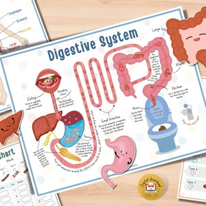 Human Digestive System | Printable Activity for Preschool Homeschool - PDF