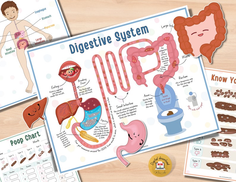 Human Digestive System Printable Activity for Preschool - Etsy UK