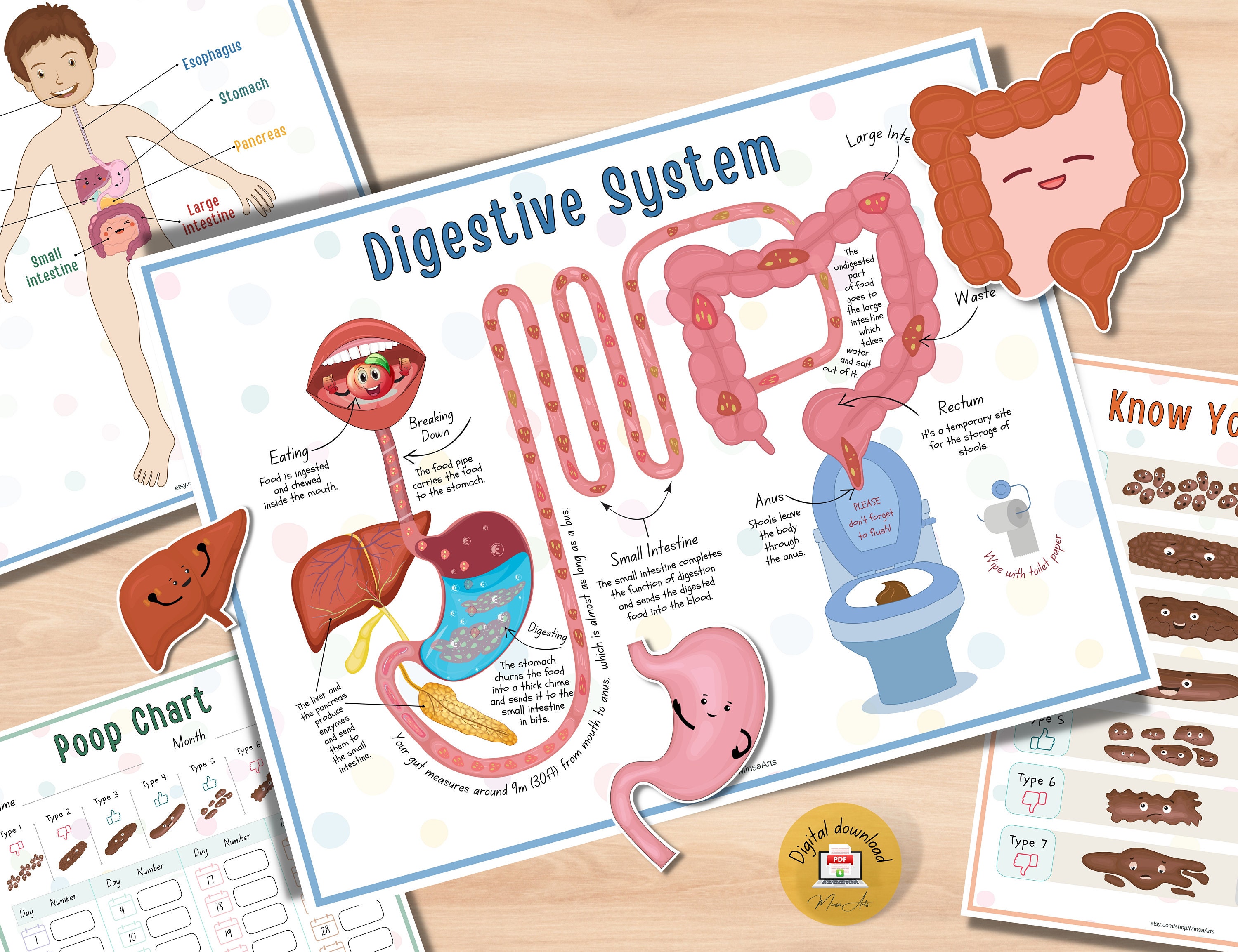 Digestive system diagram | Digestive system, Digestive system diagram,  Human digestive system