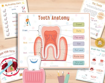 May include: Educational dental health posters and charts. The central poster illustrates tooth anatomy, labeled with parts like enamel and root canal. Other charts include a brushing schedule and instructions on how to brush teeth. A fun and informative set.