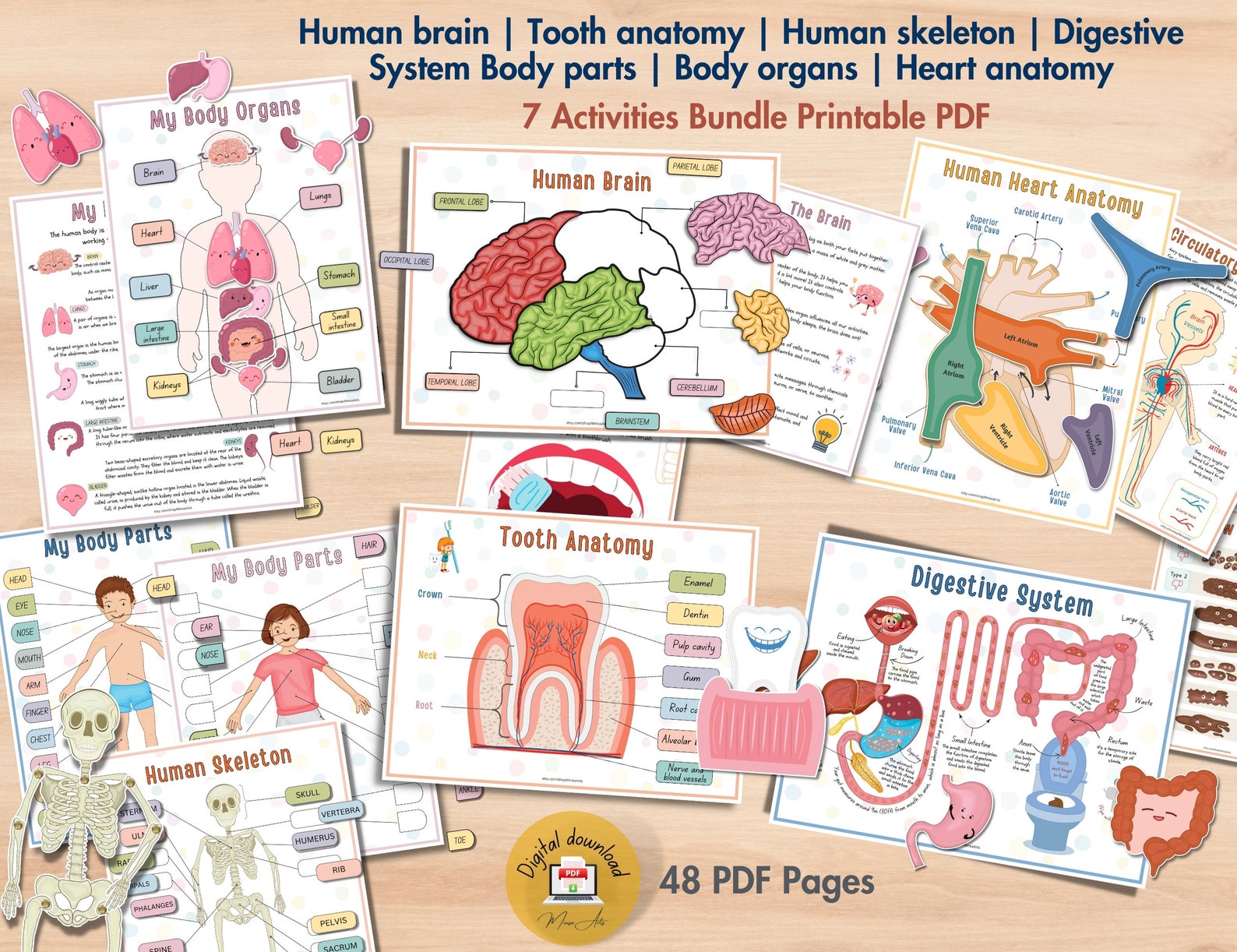 Human Body Anatomy Learning Bundle: Printable Kids Activities (PDF) - Etsy
