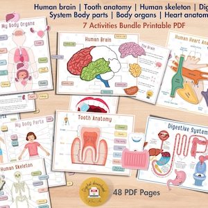 May include: A printable PDF bundle of 7 educational activities for children. The colourful illustrations include the human brain, heart, skeleton, digestive system, teeth, and body parts. The title of the bundle is "7 Activities Bundle Printable PDF" and the text "48 PDF Pages" is at the bottom.