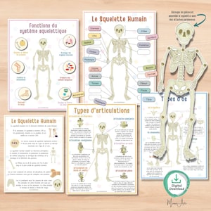 Activité Imprimable sur le Squelette Humain pour l'Éducation en Anatomy – Types d'Os et d'Articulations、Fonctions du Squelette – PDF