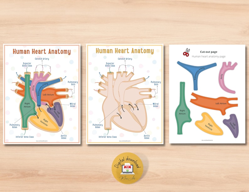Human Heart Anatomy Printable Activity | Homeschool Curriculum | Study Bundle