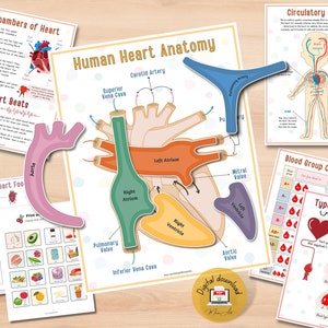 Menschliches Herz Anatomie Druckbare Aktivität | Homeschool Lehrplan | Studien-Bundle - PDF