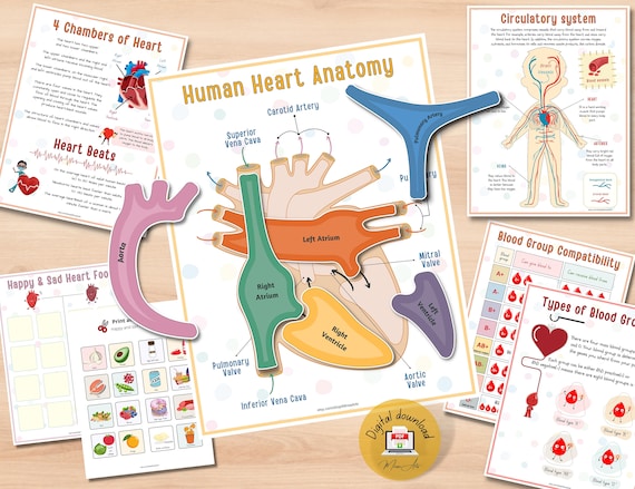 Human Heart Anatomy Printable Activity | Homeschool Curriculum | Study Bundle - PDF