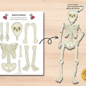 Human Skeleton Printable Activity for Anatomy Education, Types of Bones ...