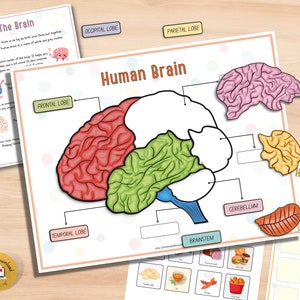 Ontdek de anatomie van het menselijk brein Een AFDRUKBAAR activiteitenpakket voor kinderen | Educatief thuisonderwijs Werkbladen voor kleuters - pdf