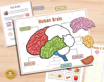 Explore la anatomía del cerebro humano Un paquete de actividades IMPRIMIBLE para niños / Hojas de trabajo educativas para preescolares en el hogar - Pdf