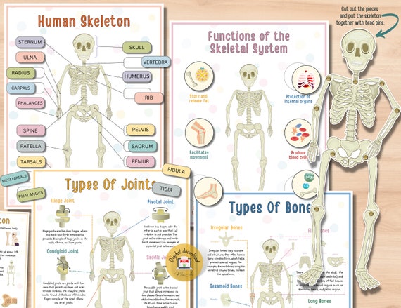 fiches et pdf à télécharger  Squelette humain, Squelette
