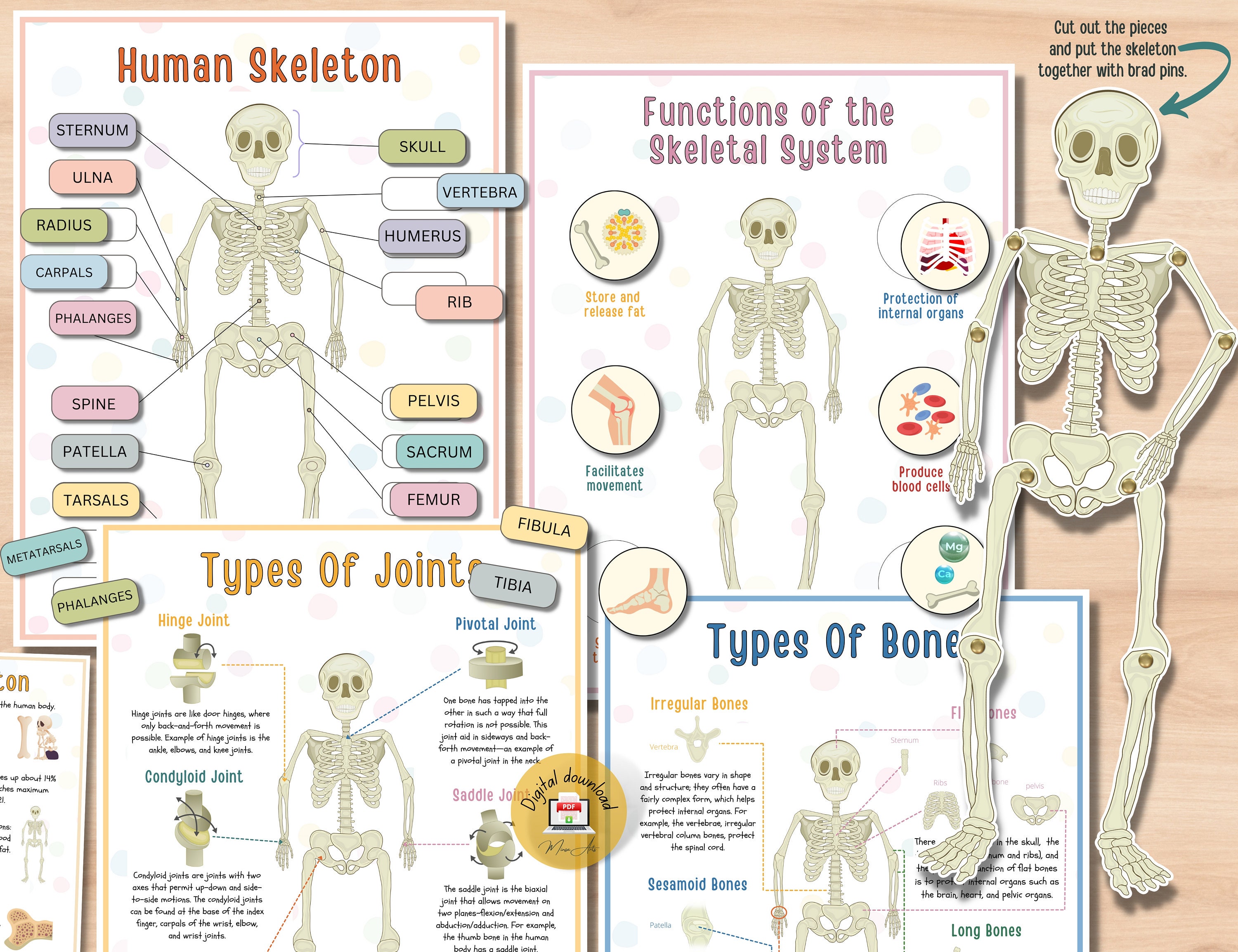 Activité imprimable Squelette humain pour l'enseignement de l'anatomie,  Types d'os et d'articulations, Fonctions du squelette PDF -  Canada