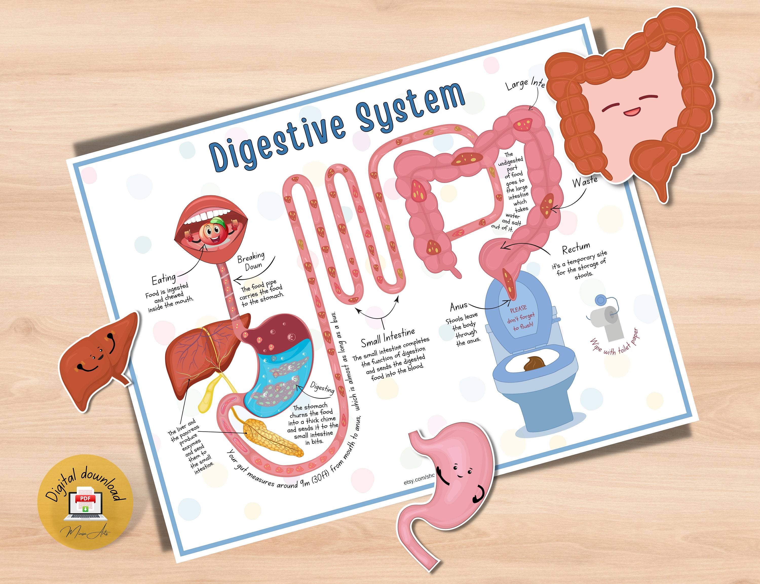 Human Digestive System Printable Activity For Preschool Homeschool 