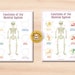 Human Skeleton Printable Activity for Anatomy Education, Types of Bones ...