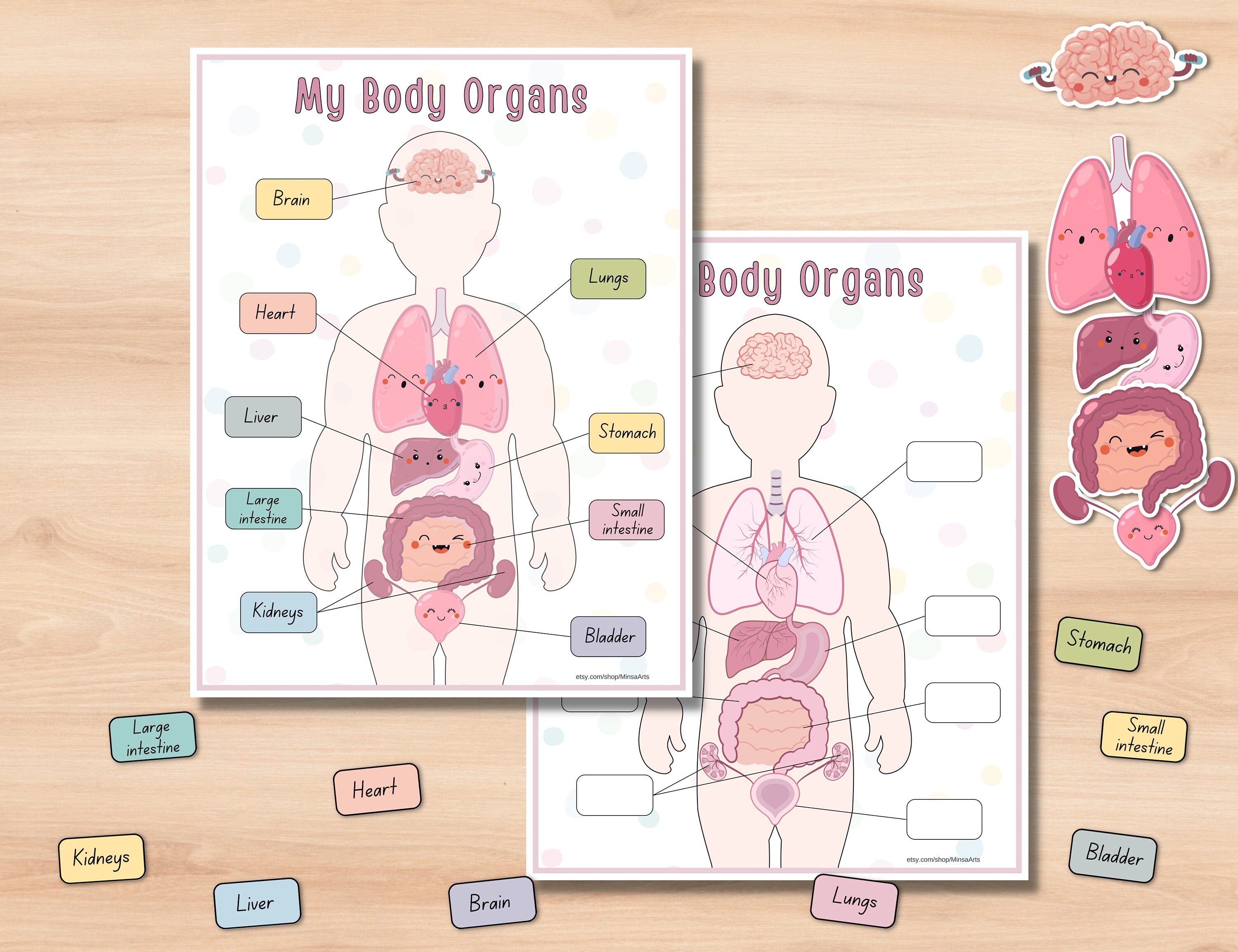 Body Organs Activity Worksheets for Kids | Printable Montessori ...