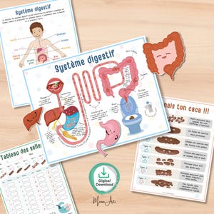 Système Digestif Humain | Activité Imprimable pour Maternelle et École à la Maison – PDF