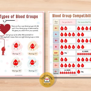 Human Heart Anatomy Printable Activity | Homeschool Curriculum | Study Bundle