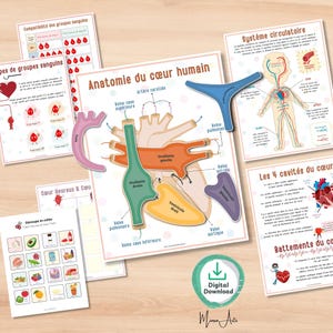 Activité Imprimable sur l’Anatomie du Cœur Humain | Programme École à la Maison | Pack d’Étude – PDF